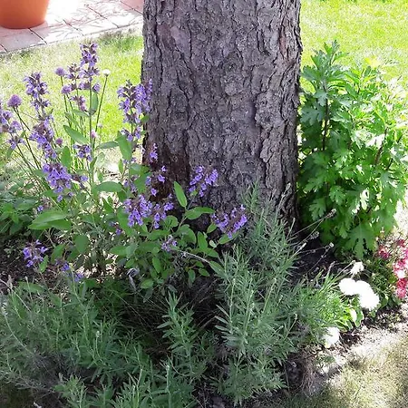 Vakantiehuis Majer Biffar *